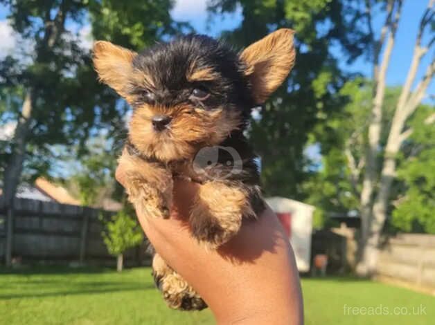 2 Yorkie puppies for sale in Dunoon, Argyll and Bute - Image 3