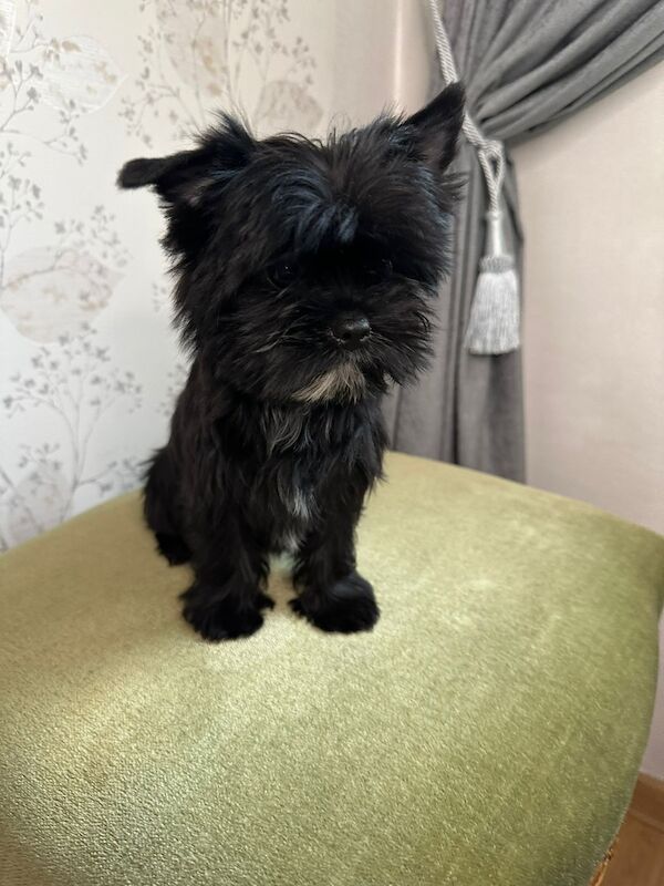 2 Yorkshire Terrier for sale in Tilbury, Essex