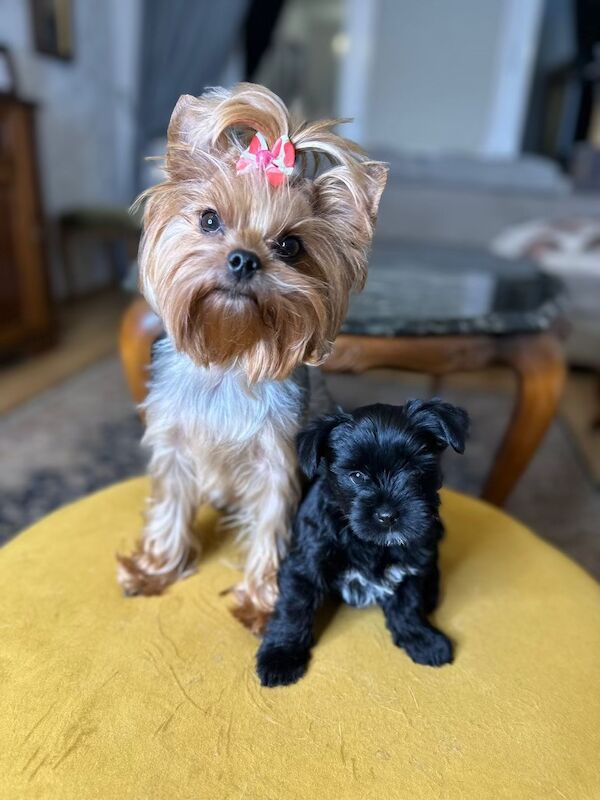 2 Yorkshire Terrier for sale in Tilbury, Essex - Image 2