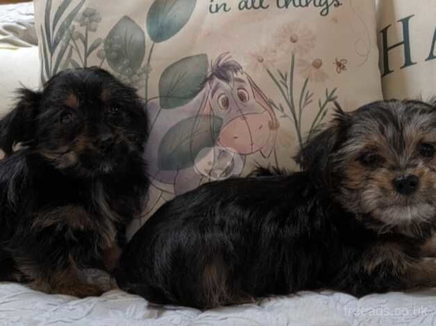 2 Yorkshire terrier puppies for sale in Alfreton, Derbyshire