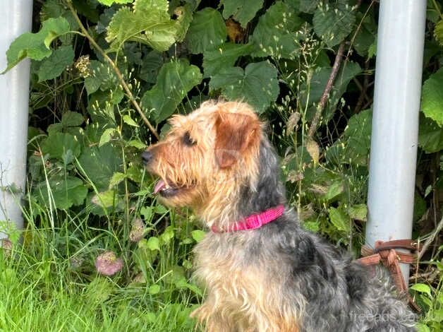 2 Yorkshire terriers for sale in Tonbridge, Kent