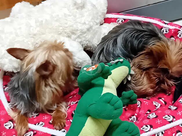 2 Yorkshire terriers for sale in York, Lancashire