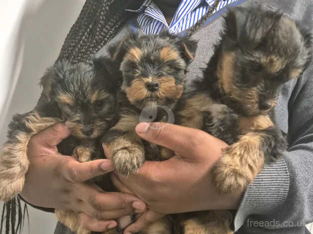 3 beautiful girls yorkies for sale in Hackney, Hackney, Greater London