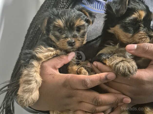 3 beautiful girls yorkies for sale in Hackney, Hackney, Greater London - Image 2