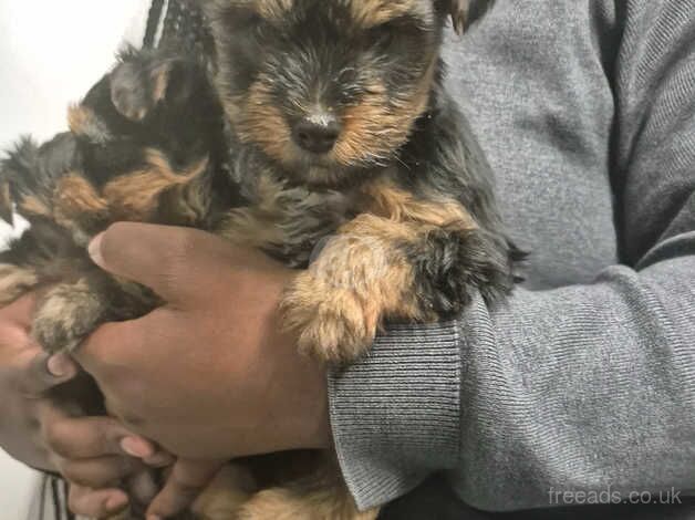 3 beautiful girls yorkies for sale in Hackney, Hackney, Greater London - Image 3