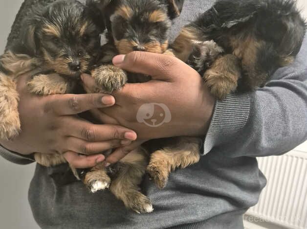 3 beautiful girls yorkies for sale in Hackney, Hackney, Greater London - Image 4