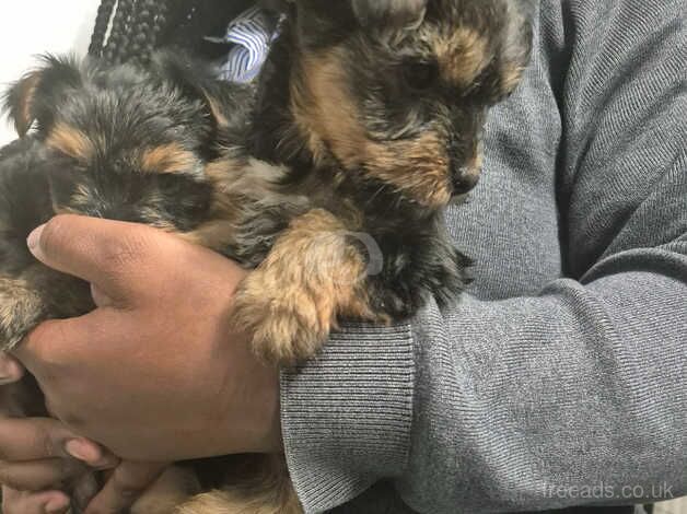 3 beautiful girls yorkies for sale in Hackney, Hackney, Greater London - Image 5