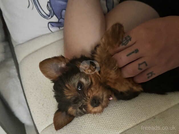 3 Beautiful Yorker pups for sale in Birmingham, West Midlands - Image 1