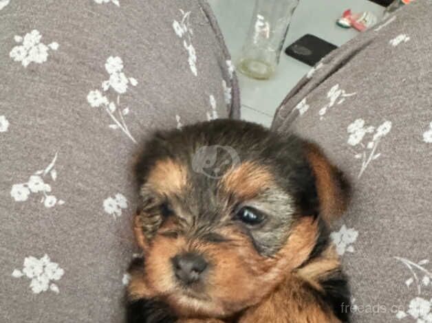 3 Beautiful Yorker pups for sale in Birmingham, West Midlands - Image 4