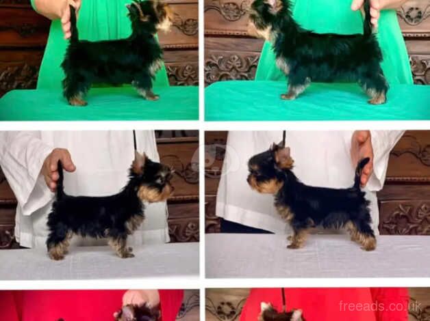3 beautiful Yorkie puppies for sale in Crawley, Oxfordshire - Image 1