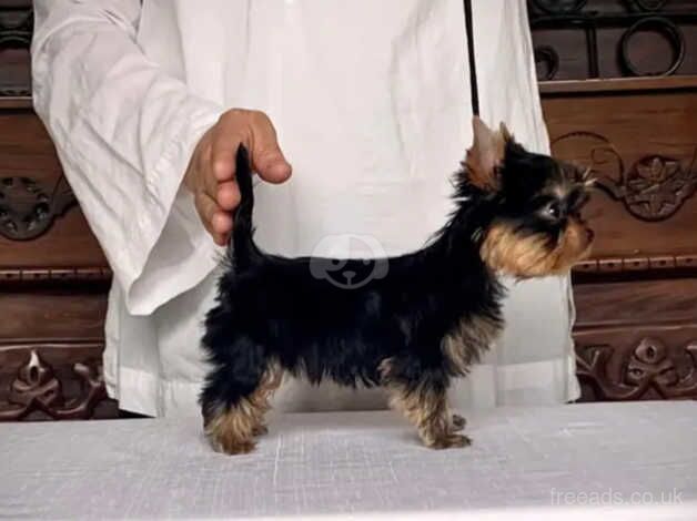 3 beautiful Yorkie puppies for sale in Crawley, Oxfordshire - Image 2