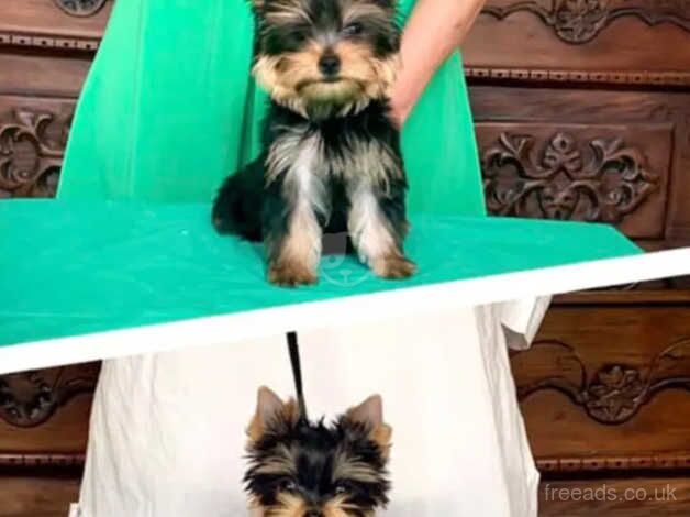 3 beautiful Yorkie puppies for sale in Crawley, Oxfordshire - Image 5