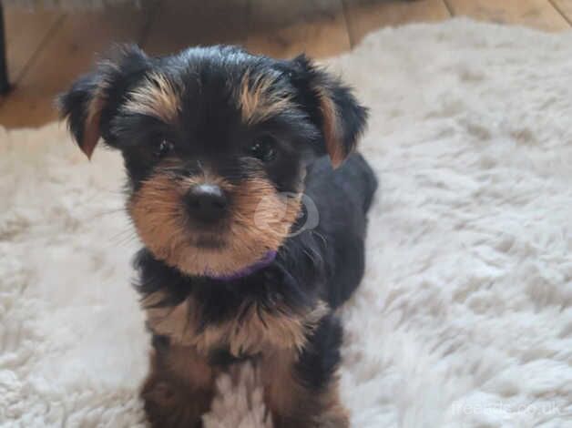 3 girls Yorkshire Terriers for sale in Wednesbury, West Midlands - Image 1