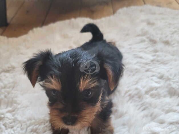 3 girls Yorkshire Terriers for sale in Wednesbury, West Midlands - Image 2