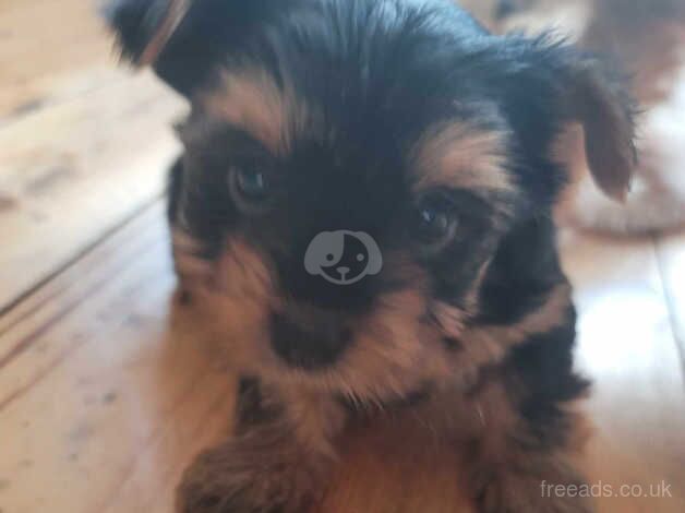 3 girls Yorkshire Terriers for sale in Wednesbury, West Midlands - Image 3