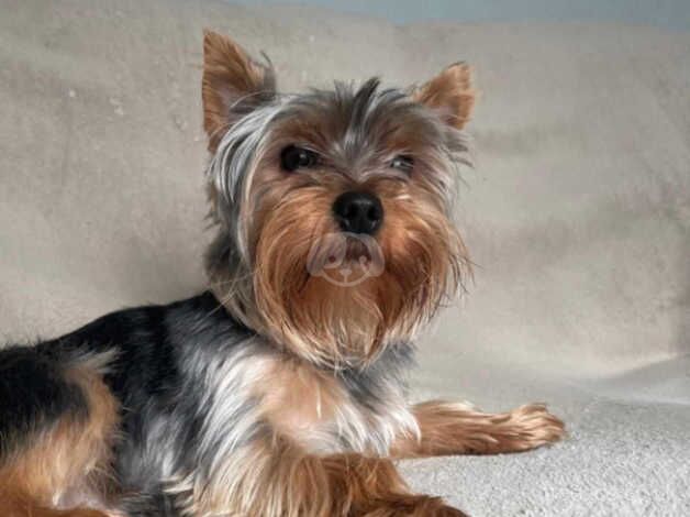 3 girls Yorkshire Terriers for sale in Wednesbury, West Midlands - Image 4