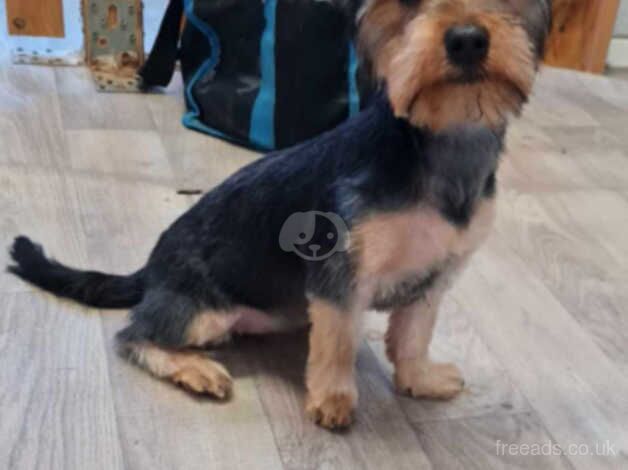 3 girls Yorkshire Terriers for sale in Wednesbury, West Midlands - Image 5