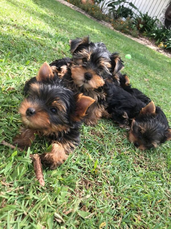 3 gorgeous Yorkshire Terrier puppies left for sale in London, City of London, Greater London