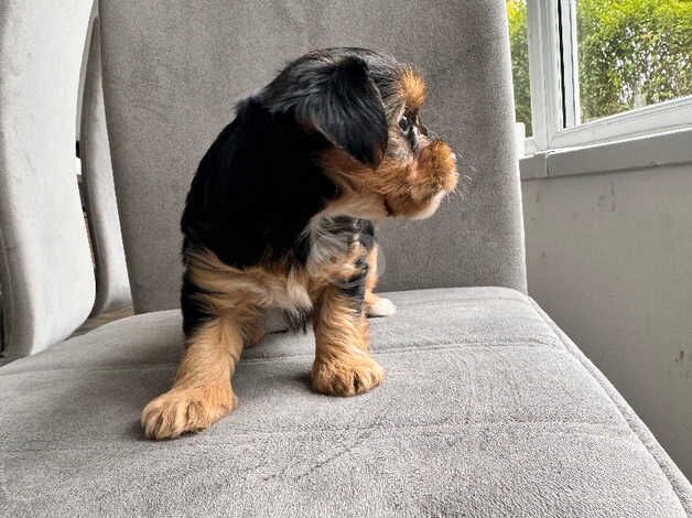 3 Male Yorkshire Terrier Puppues for sale in Boston, Lincolnshire