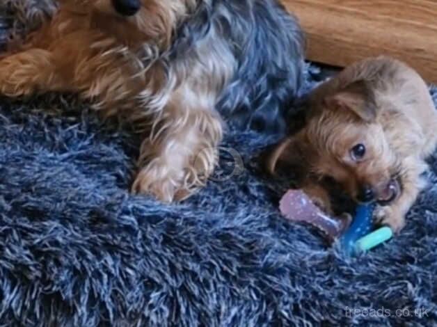 3 Pedigree Yorkshire Terrier Puppies, 1 girl 2 boys! Ready for a loving home now for sale in Stockport, Greater Manchester - Image 3