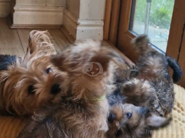 3 Pedigree Yorkshire Terrier Puppies, 1 girl 2 boys! Ready for a loving home now for sale in Stockport, Greater Manchester - Image 5