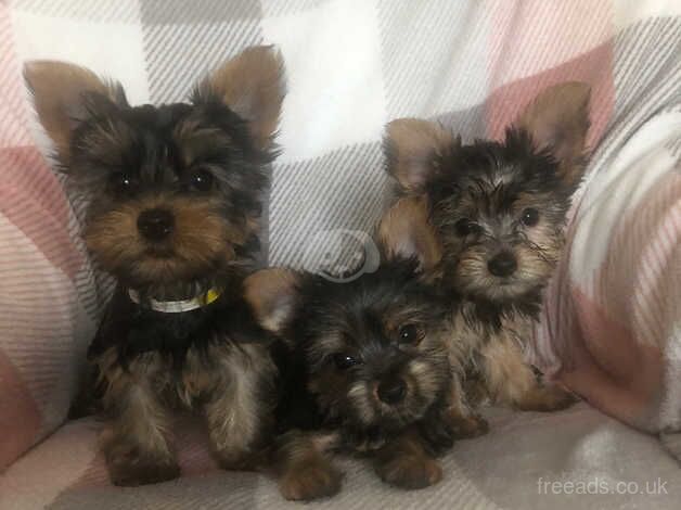 3 smallYorkshire terrier puppies . for sale in Ledbury, Herefordshire - Image 1