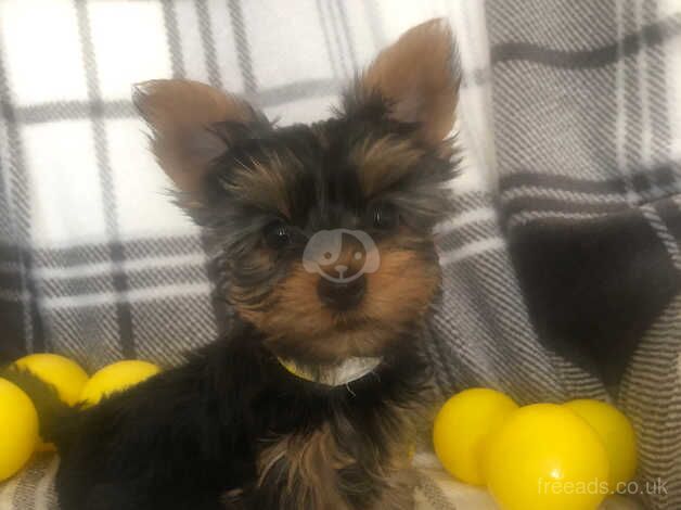 3 smallYorkshire terrier puppies . for sale in Ledbury, Herefordshire - Image 2