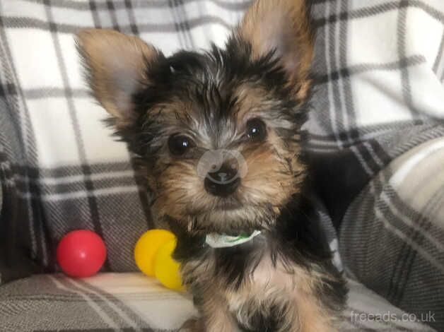 3 smallYorkshire terrier puppies . for sale in Ledbury, Herefordshire - Image 3