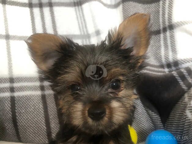 3 smallYorkshire terrier puppies . for sale in Ledbury, Herefordshire - Image 4