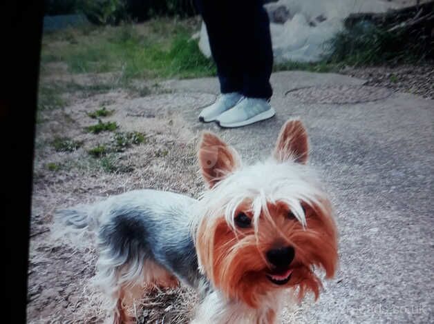 3 smallYorkshire terrier puppies . for sale in Ledbury, Herefordshire - Image 5