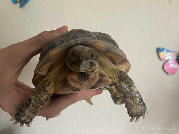 3 tortoises for sale in Gloucester, Gloucestershire - Image 1