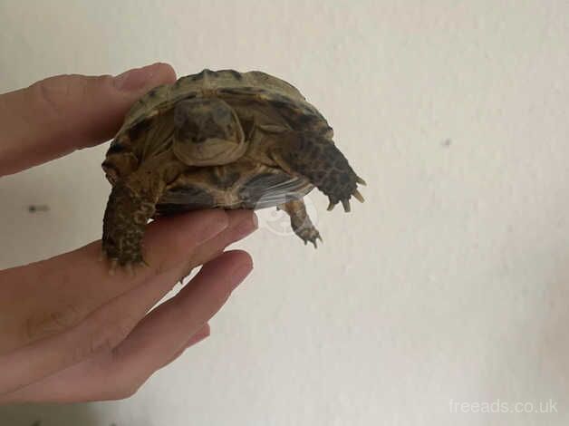 3 tortoises for sale in Gloucester, Gloucestershire - Image 2