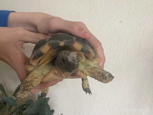 3 tortoises for sale in Gloucester, Gloucestershire - Image 3