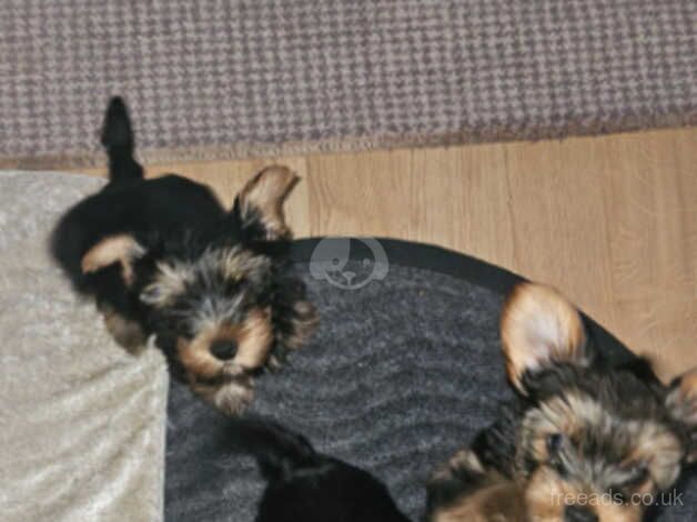 3 Yorkshire terrier pups for sale in Chelmsford, Essex