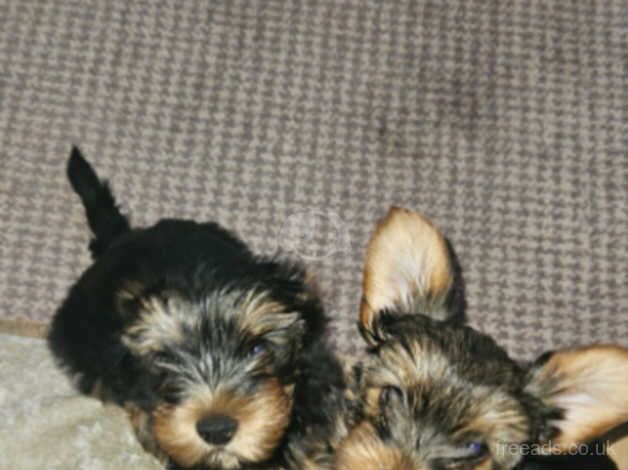 3 Yorkshire terrier pups for sale in Chelmsford, Essex - Image 2