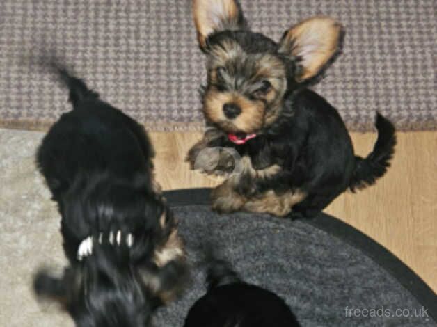 3 Yorkshire terrier pups for sale in Chelmsford, Essex - Image 3