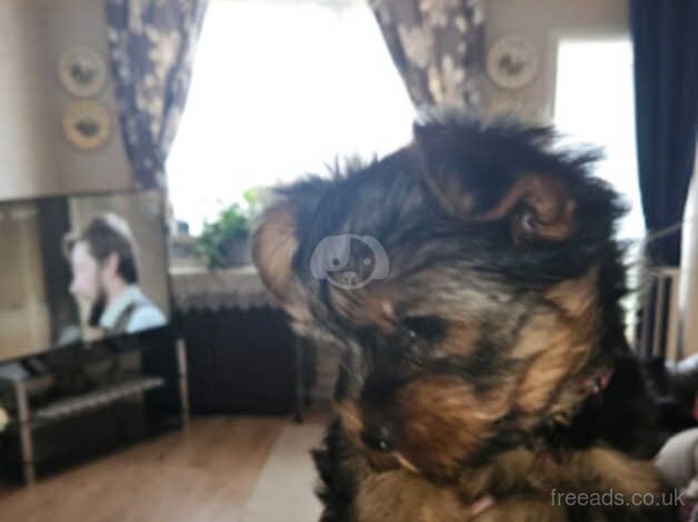 3 Yorkshire terrier pups for sale in Chelmsford, Essex - Image 4