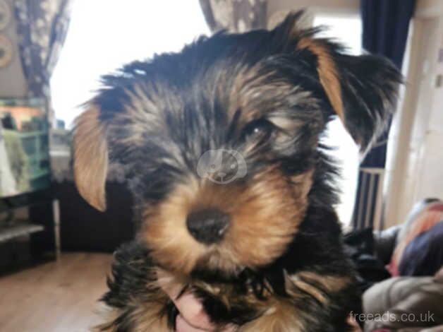 3 Yorkshire terrier pups for sale in Chelmsford, Essex - Image 5