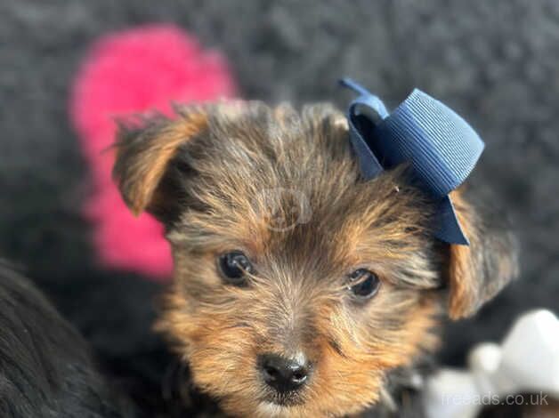 4 beautiful Yorkie puppy's for sale in Wickford, Essex