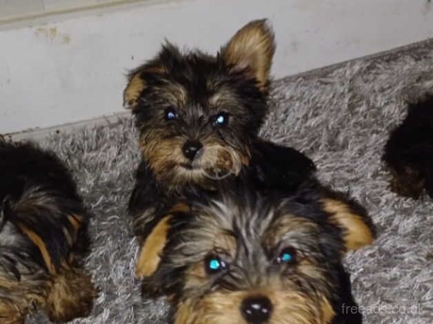 4 beautiful yorkshire terrier puppies for sale in Wellingborough, Northamptonshire