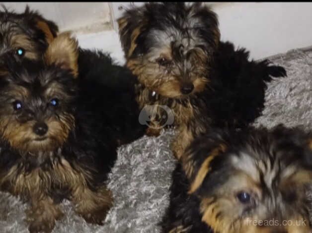 4 beautiful yorkshire terrier puppies for sale in Wellingborough, Northamptonshire - Image 2