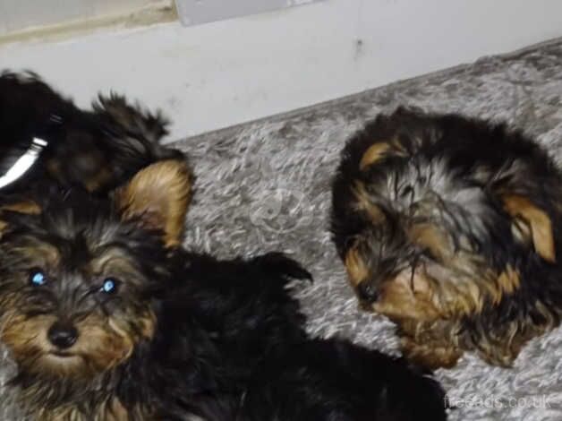 4 beautiful yorkshire terrier puppies for sale in Wellingborough, Northamptonshire - Image 3