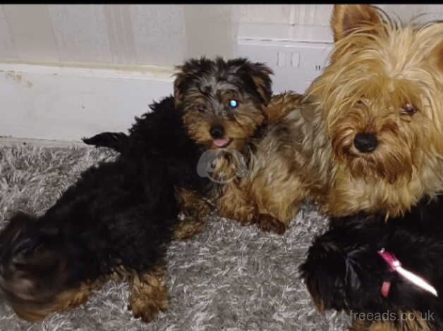 4 beautiful yorkshire terrier puppies for sale in Wellingborough, Northamptonshire - Image 5