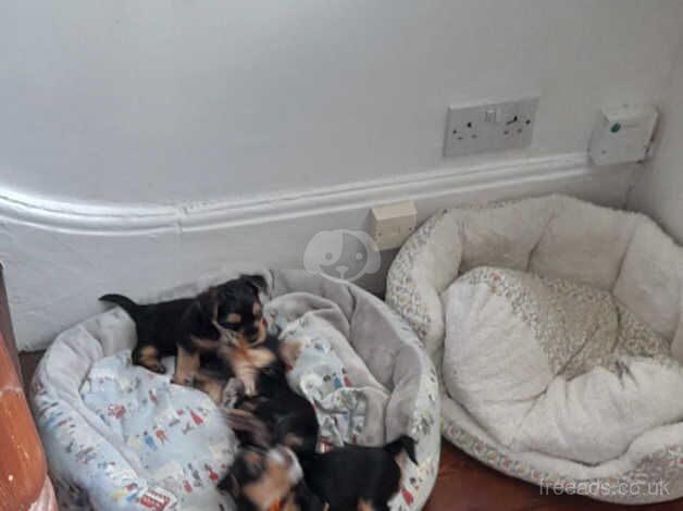 4 female yorkie pups for sale in Bootle, Cumbria