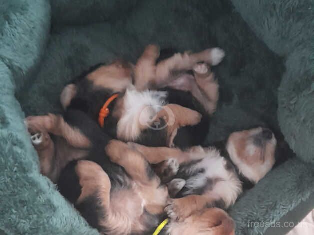 4 female yorkie pups for sale in Bootle, Cumbria - Image 3