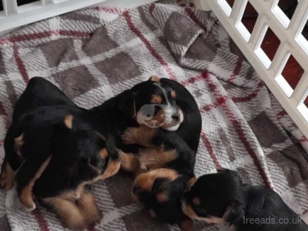 4 female yorkie pups for sale in Bootle, Cumbria - Image 4