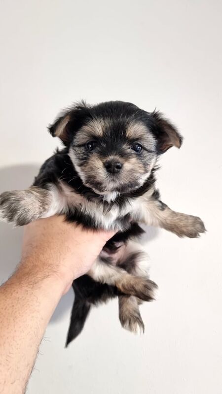 4 Gorgeous Yoranian x Jack puppies for sale in Crawley, West Sussex