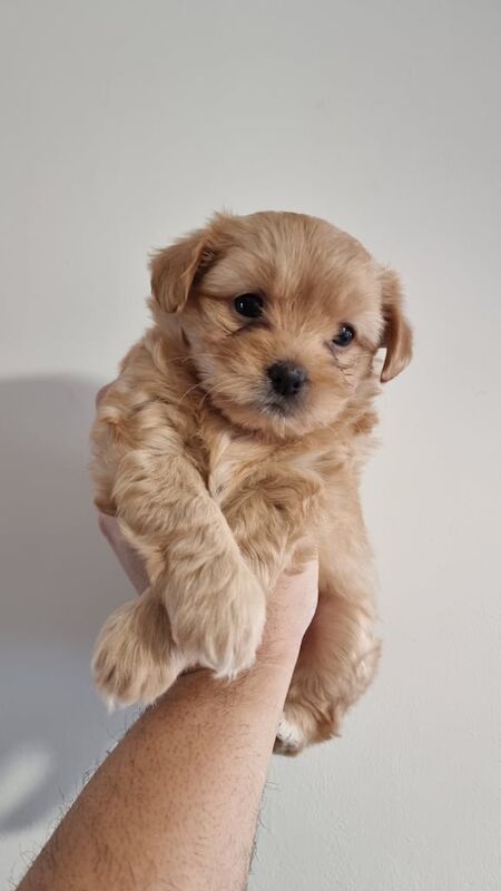 4 Gorgeous Yoranian x Jack puppies for sale in Crawley, West Sussex - Image 2