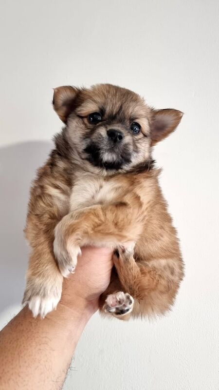 4 Gorgeous Yoranian x Jack puppies for sale in Crawley, West Sussex - Image 3