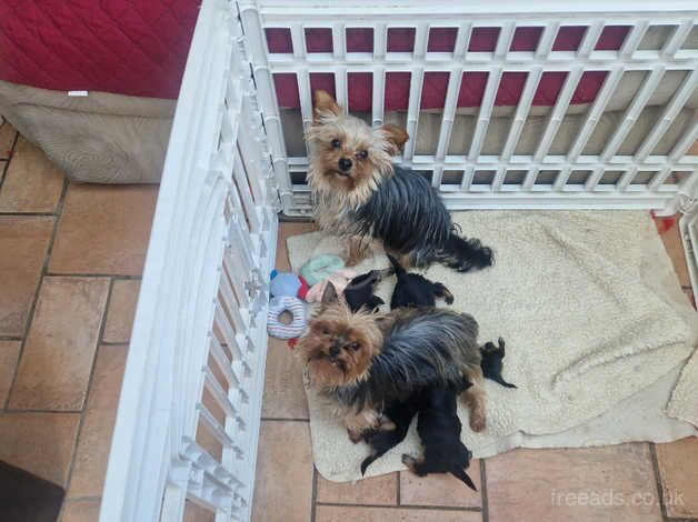 4 little boys for sale in Chepstow/Cas-Gwent, Monmouthshire - Image 3